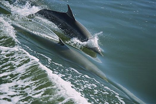 宽吻海豚,跳跃,大沼泽地国家公园,佛罗里达