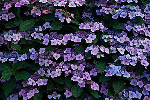 花,紫花,植物,自然,紫色