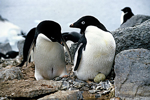 南极,阿德利企鹅,典礼