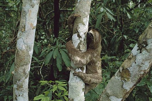 三趾树獭,攀登,树干,亚马逊盆地,南美