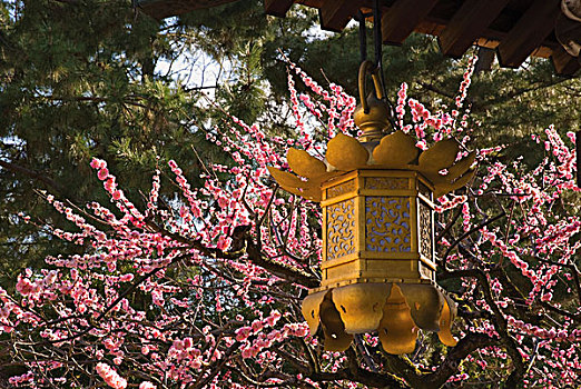 金色,灯笼,樱花,背景,京都,日本