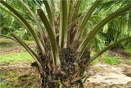 棕榈树,油,种植园