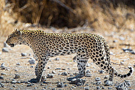 豹,走,埃托沙国家公园,纳米比亚,非洲