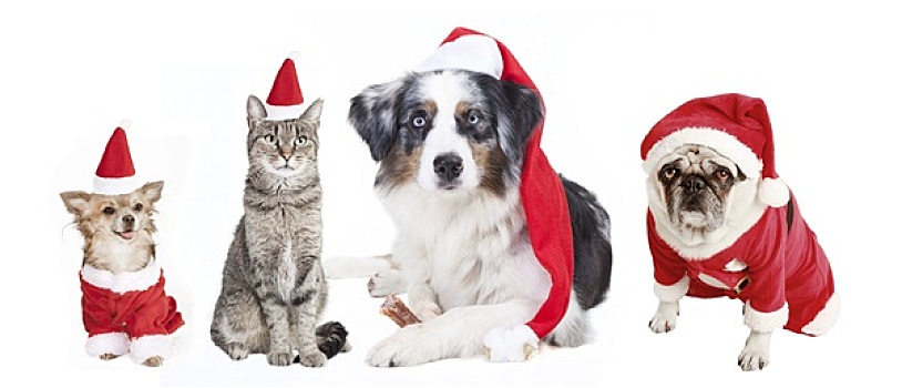 狗,猫,圣诞节