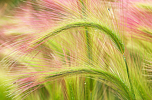 狐尾草,大麦,大麦属,瓦特顿湖国家公园,艾伯塔省,加拿大