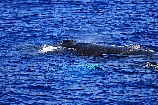 鲸鱼观鲸