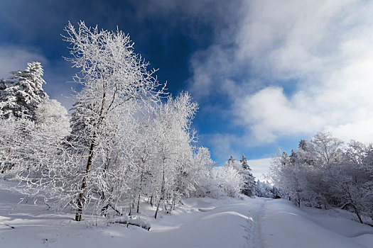 雪色世界