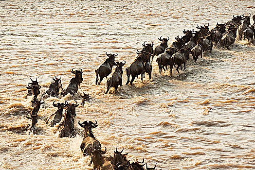 迁徙,角马,穿过,洪水,马拉河,塞伦盖蒂国家公园,坦桑尼亚