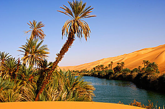 棕榈树,树,岸边,湖,奥巴里,沙子,海洋,撒哈拉沙漠,利比亚,非洲