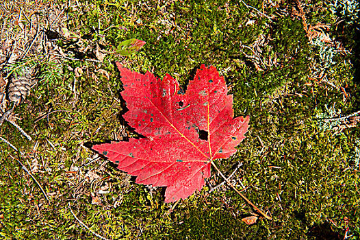深秋,秋叶,红枫,叶子,地上,阿第伦达克山,靠近,湖,平和,纽约,美国,北美