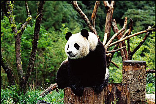 四川卧龙小熊猫