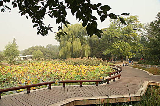 2015年10月6日北京海淀区玉渊潭公园