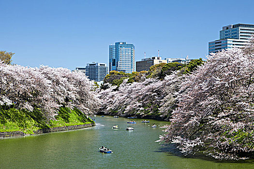 日本,东京,樱花,市区