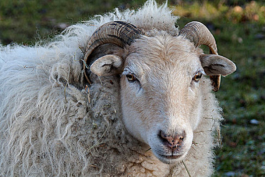 家羊,绵羊,莱茵兰普法尔茨州,德国,欧洲