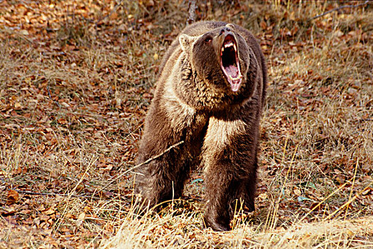棕熊,叫,展示,颚部,牙齿,俘获,蒙大拿,冬天