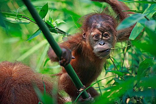 猩猩,黑猩猩,幼仔,咀嚼,枝头,婆罗洲,马来西亚