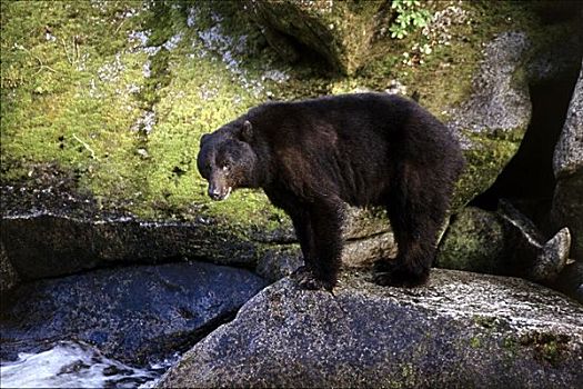 黑熊,通加斯国家森林,阿拉斯加,美国
