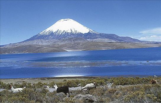 山,雪,湖,牧群,羊驼,喇嘛,哺乳动物,拉乌卡国家公园,北方,智利,南美,动物