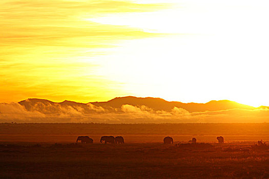 日出,大草原,非洲象