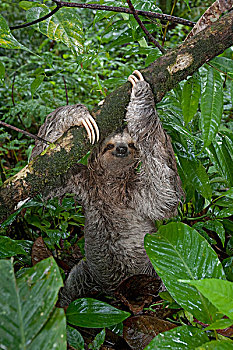 三趾树獭,褐喉树懒,林中地面,哥斯达黎加