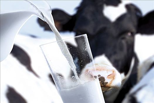 倒牛奶,玻璃杯,母牛,背景