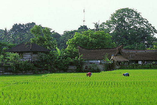 印度尼西亚,巴厘岛,人,工作,稻田