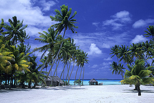 库克群岛,环礁,热带海岛,场景,茅草屋顶,小屋,椰树,树