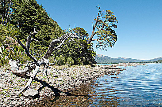 枯木,湖岸,湖,省,阿根廷