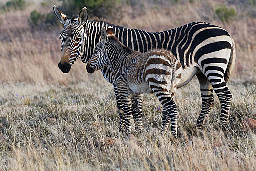 角山斑马,斑马,小马,站立,草地,斑马山国家公园,东开普省,南非,非洲
