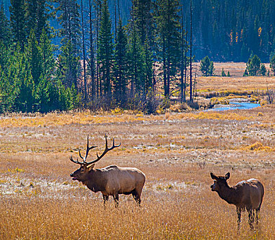 美国,科罗拉多,麋鹿,落基山国家公园