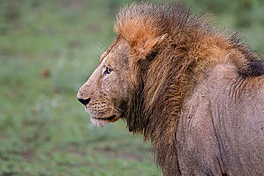 狮子,特写,上半身,侧面,看,恩戈罗恩戈罗,保护区,坦桑尼亚