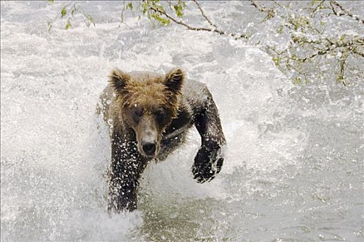 棕熊,奔跑,水,布鲁克斯河,卡特麦国家公园,西南方,阿拉斯加,夏天