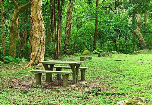 野餐,地点,树林