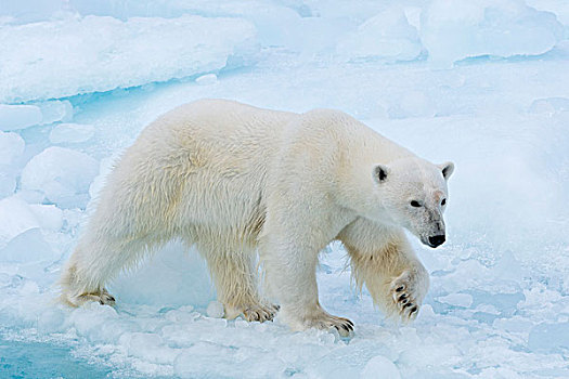 北极熊,走,斯匹次卑尔根岛,斯瓦尔巴特群岛,岛屿,挪威,欧洲