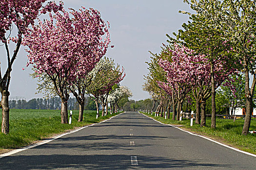 道路,树,盛开,靠近,哈夫兰德,勃兰登堡,德国,欧洲