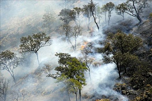 森林火灾,树,烟,安娜普纳地区,尼泊尔
