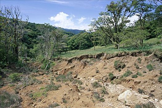 腐蚀,损坏,飓风,蒙特维多云雾森林自然保护区,哥斯达黎加