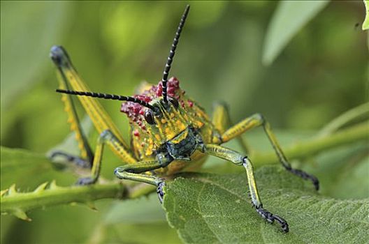 蝗虫,南方,马达加斯加