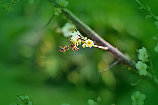 梅花引蜂