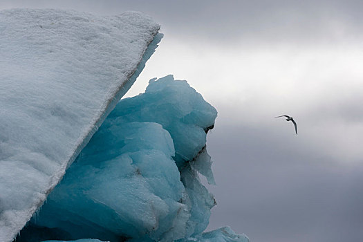 黑脚三趾鸥,三趾鸥,飞跃,冰山,斯匹次卑尔根岛,斯瓦尔巴特群岛,挪威