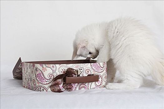 小猫,看,手提箱