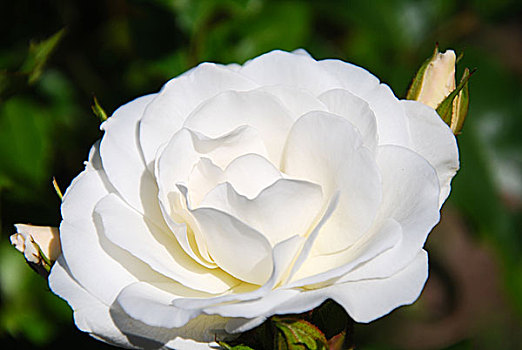 白色蔷薇,芽