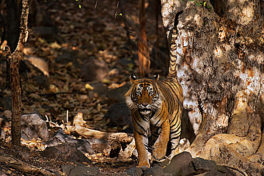 野生,虎,伦滕波尔国家公园,拉贾斯坦邦,印度,亚洲