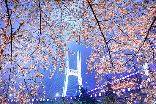 上海南浦大桥樱花季最美车站