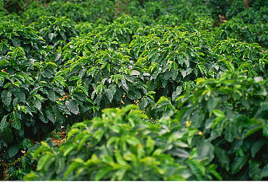 咖啡种植园图片