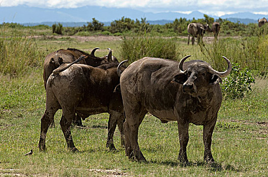 非洲,肯尼亚,安伯塞利国家公园,南非水牛,漫游,地点