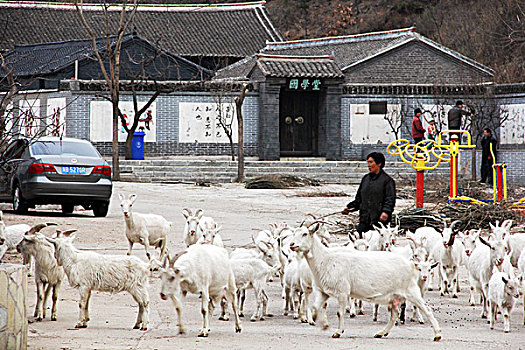 山羊,羊群,致富,农村,饲养,养殖,家畜,动物