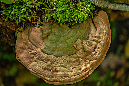 德国乡村森林漫步野生蘑菇