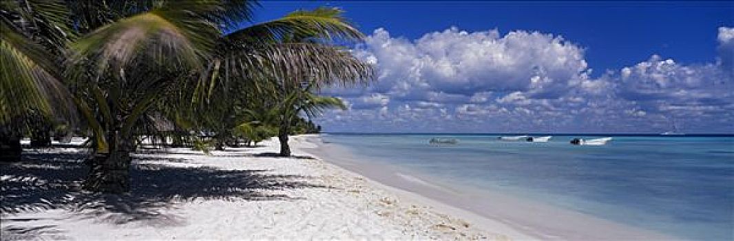 棕榈树,海滩,绍纳岛,干盐湖,圣多明各,岛屿,多米尼加共和国