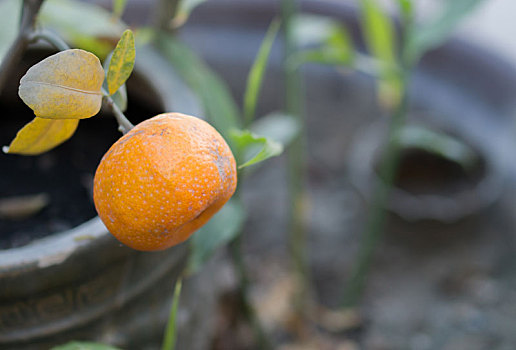 成熟,小,一个,橙子,水果